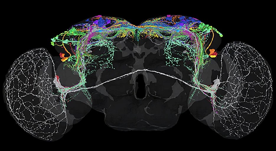 Traced neurons in a fruit fly brain, drawn in many colours against a black background, with two large mesh-like optic lobes at the sides.